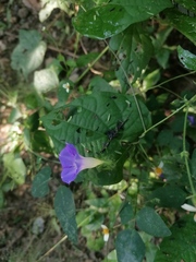 Ipomoea meyeri