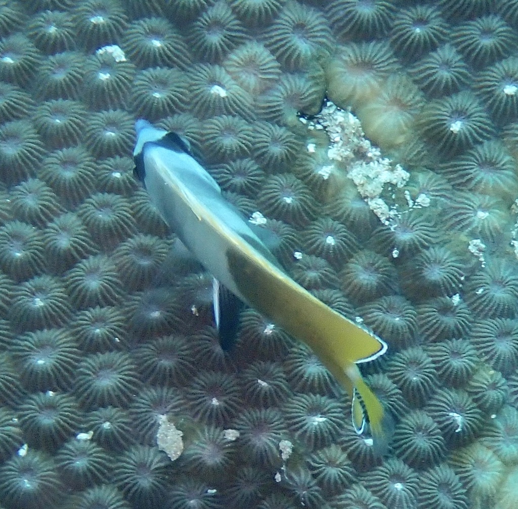 Sunburst butterflyfish