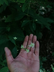 Pfaffia