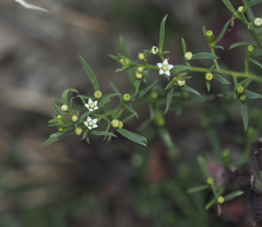 Thesium ramosum