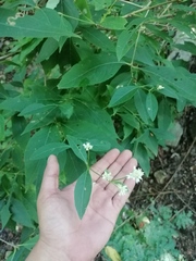 Pfaffia