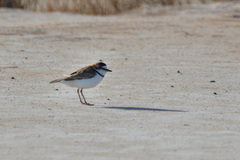 Charadrius collaris