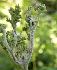 Podosphaera filipendulae