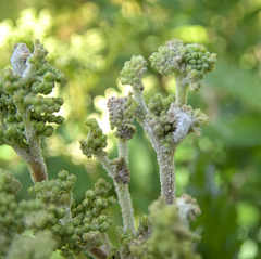 Podosphaera filipendulae