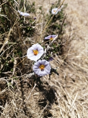 Lycianthes lycioides
