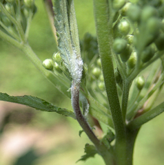 Podosphaera filipendulae