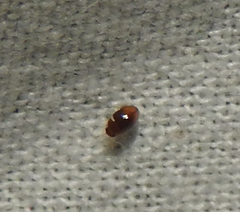 Phalacridae