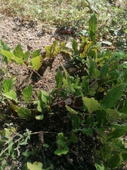 Aristolochia nelsonii