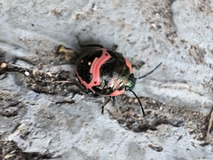 Poecilocoris lewisi