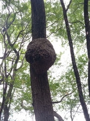 Microcerotermes