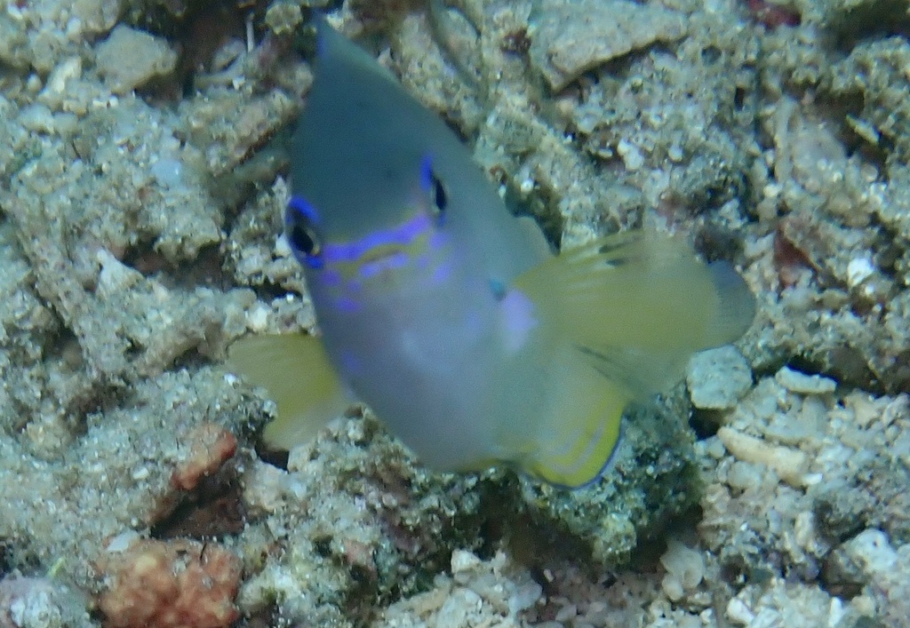 Amboina Damselfish