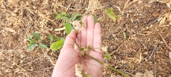 Alternanthera
