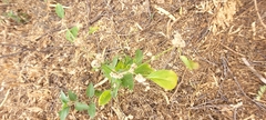 Alternanthera