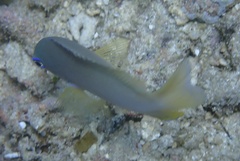 Pomacentrus amboinensis