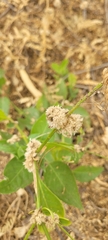 Alternanthera