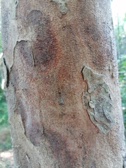 Liturgusa maya