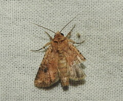 Mythimna languida