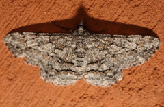 Cleora displicata