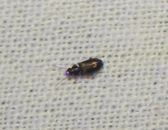 Microlestes
