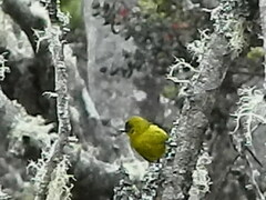 Hemignathus wilsoni