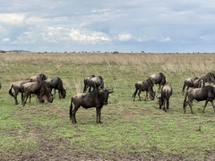 Connochaetes taurinus mearnsi