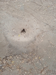 Formicidae