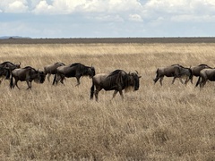 Connochaetes taurinus mearnsi