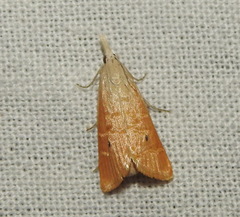 Scirpophaga incertulas