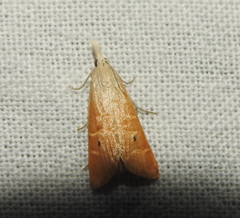 Scirpophaga incertulas