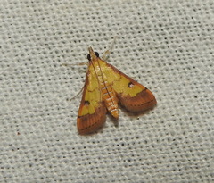 Pyrausta phoenicealis