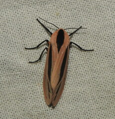 Creatonotos gangis-interrupta agg