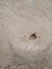 Formicidae