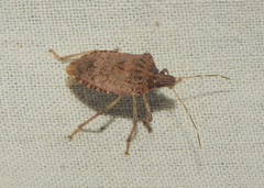 Halyomorpha