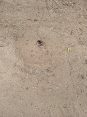 Formicidae