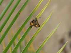 Ocybadistes walkeri sothis