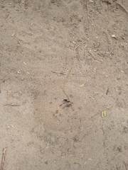 Formicidae