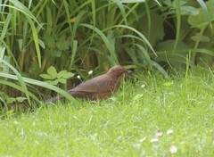 Turdus merula
