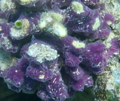 Chalinula nematifera