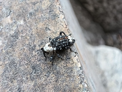 Eucryptorrhynchus brandti