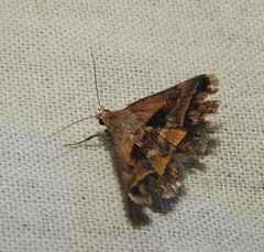 Acantholipes