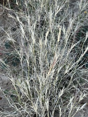 Scleropogon brevifolius