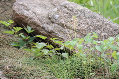 Liparis campylostalix