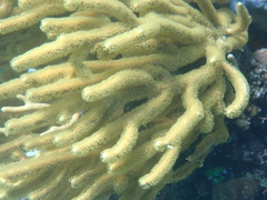 Isis hippuris