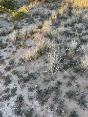 Scleropogon brevifolius