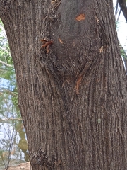 Polistes canadensis