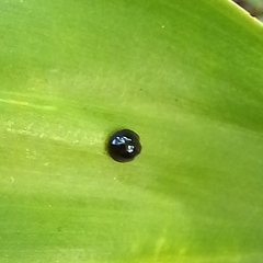 Chilocorus