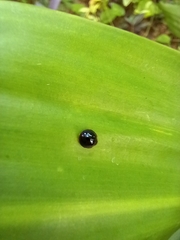 Chilocorus