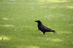 Corvus corone
