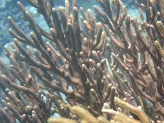 Isis hippuris