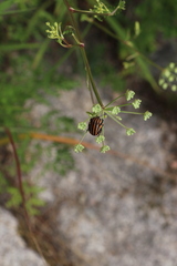 Graphosoma rubrolineatum
